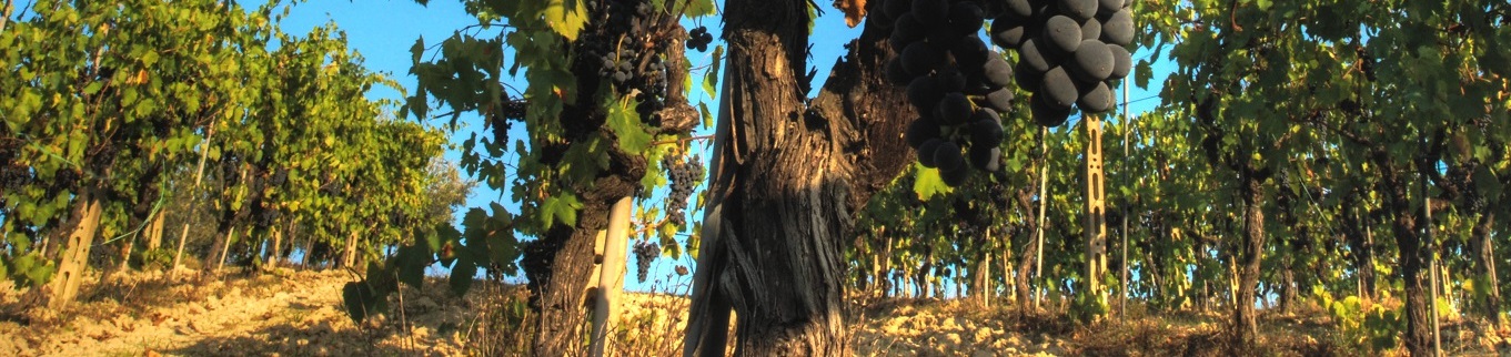 Machine Learning + Wine
